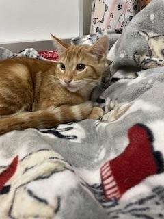 PRALINE - Tabby available for adoption