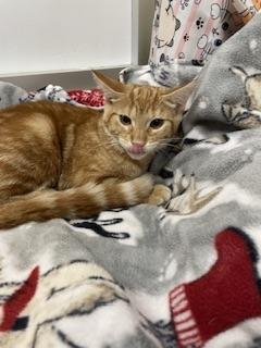 PRALINE - Tabby available for adoption