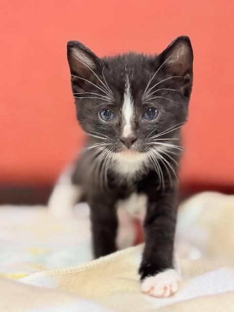 ANGUS - Domestic Short Hair for adoption in Visalia