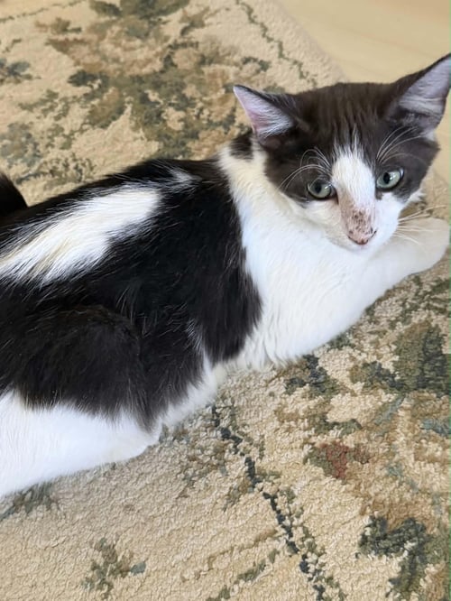 JAZZY - Domestic Medium Hair available for adoption