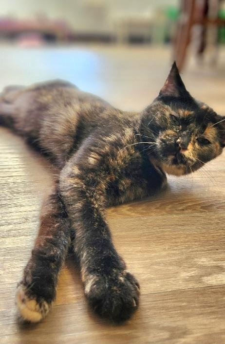 KITTEN 27769 (CHARLOTTE) - Tortoiseshell available for adoption
