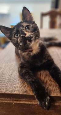 Kitten 27769 (Charlotte) - Photo 2