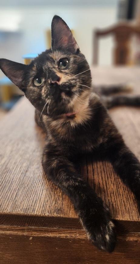 KITTEN 27769 (CHARLOTTE) - Tortoiseshell available for adoption