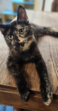 Kitten 27769 (Charlotte) - Photo 3