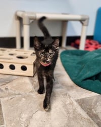 Kitten 27769 (Charlotte) - Photo 4