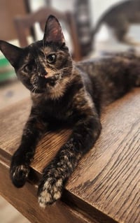 Kitten 27769 (Charlotte) - Photo 1