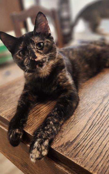 KITTEN 27769 (CHARLOTTE) - Tortoiseshell available for adoption
