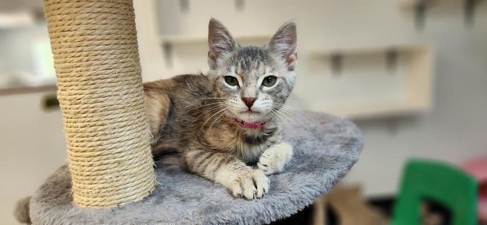 Kitten 27834 (Tasha) Image