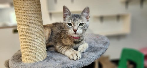 KITTEN 27834 (TASHA) - Domestic Short Hair available for adoption