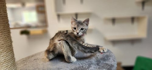 KITTEN 27834 (TASHA) - Domestic Short Hair available for adoption