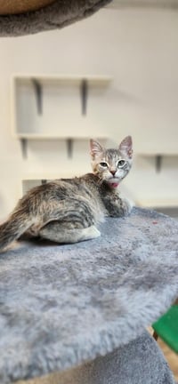 Kitten 27834 (Tasha) - Photo 3