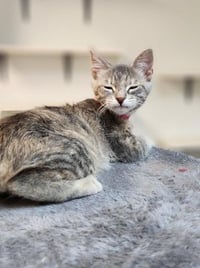 Kitten 27834 (Tasha) - Photo 4