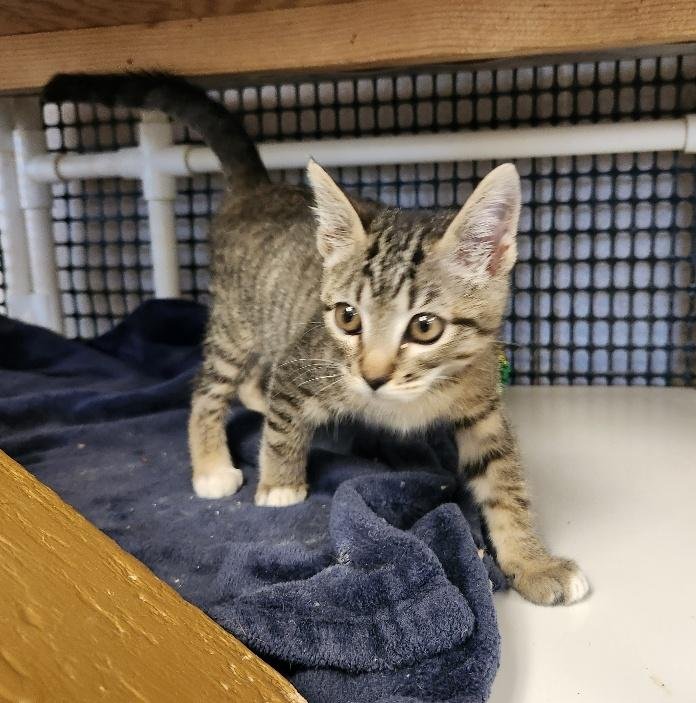 Kitten 27449 (Griselda) - Photo 3