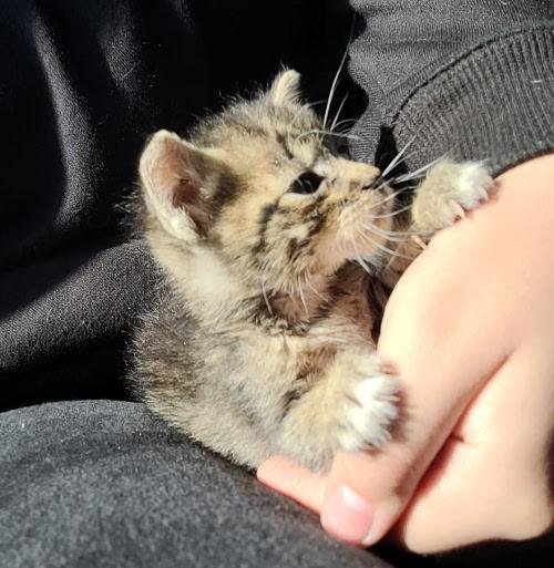 Kitten 27449 (Griselda) - Photo 4