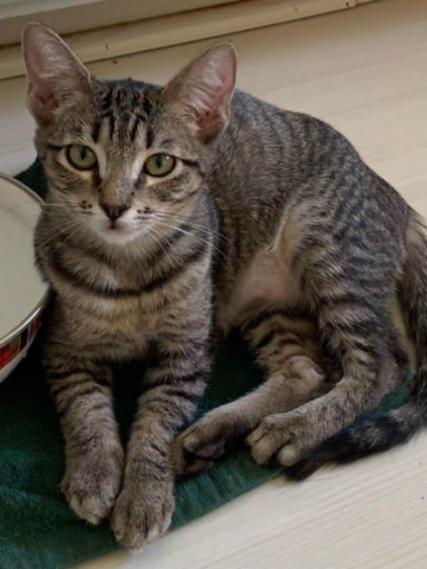 PROMISE - Tabby available for adoption