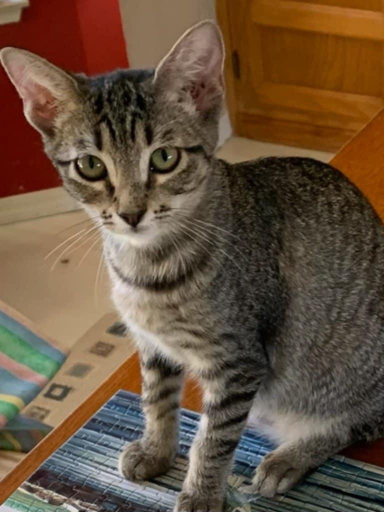 PROMISE - Tabby available for adoption