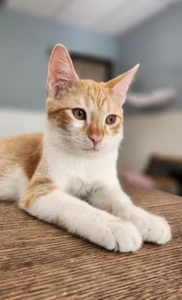 Cat 27724 (Pooh) - Photo 3