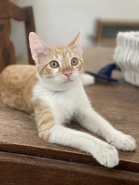 Cat 27724 (Pooh) - Photo 4