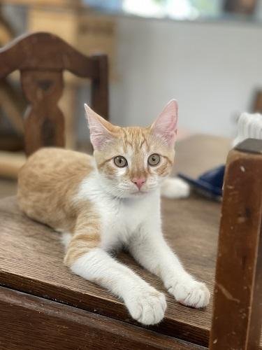 Cat 27724 (Pooh) Image