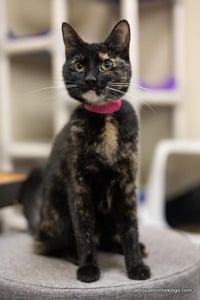 Bella the torti - Photo 3