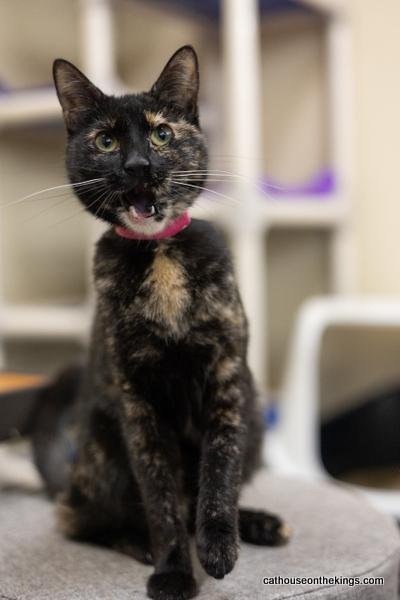 Bella the torti Image