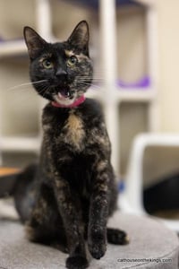 Bella the torti - Photo 1