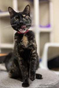Bella the torti - Photo 2