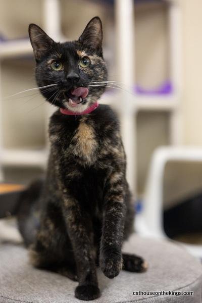 BELLA THE TORTI - Tortoiseshell available for adoption