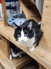 CAT 27538 (BENJAMIN) - Maine Coon available for adoption