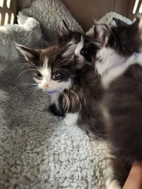 Cat 27538 (Benjamin) - Photo 2
