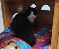 Cat 27538 (Benjamin) - Photo 4