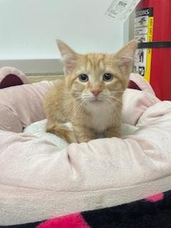 LONDON - Tabby for adoption in Fresno