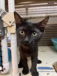 Cat 27717 (Misty) - Photo 3