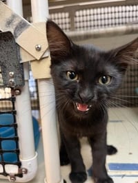 Cat 27717 (Misty) - Photo 4