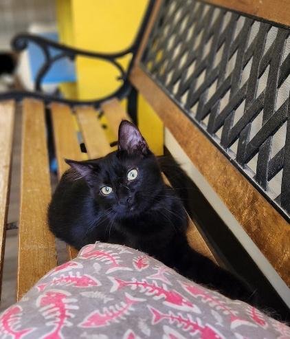 CAT 27717 (MISTY) - Domestic Medium Hair available for adoption