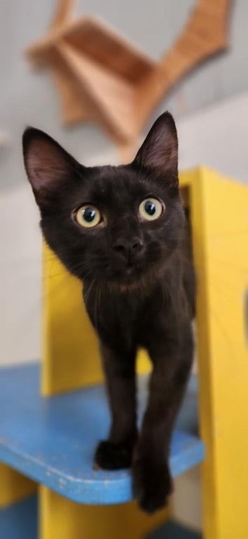 Cat 27717 (Misty) Image