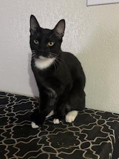 ROMEO - Domestic Short Hair available for adoption