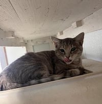 Kitten 27878 (Anna) - Photo 2