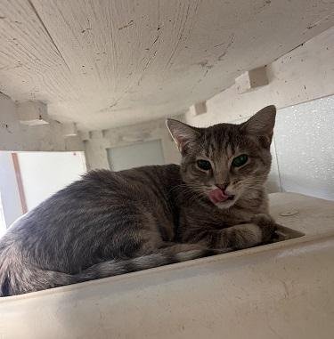KITTEN 27878 (ANNA) - Tabby available for adoption