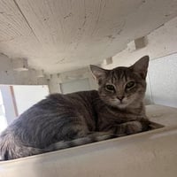 Kitten 27878 (Anna) - Photo 1