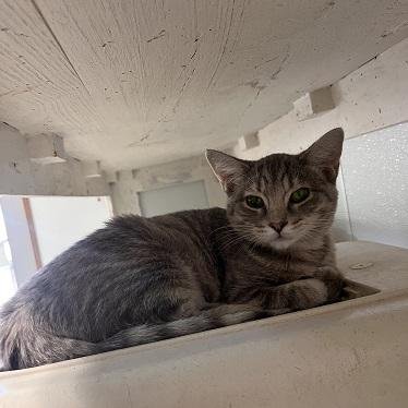 KITTEN 27878 (ANNA) - Tabby available for adoption