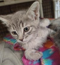 Kitten 27878 (Anna) - Photo 3