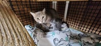Kitten 27878 (Anna) - Photo 4