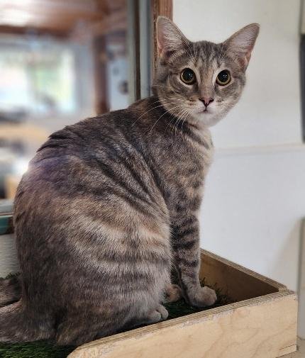 KITTEN 27878 (ANNA) - Dilute Tortoiseshell available for adoption