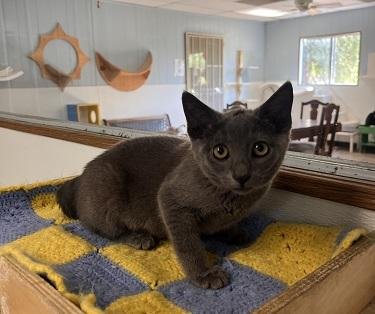Kitten 27851 (Kai) Image