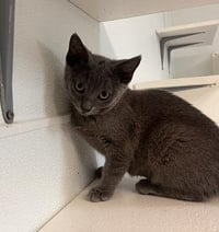 Kitten 27851 (Kai) - Photo 2