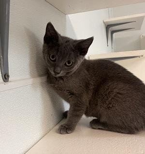 KITTEN 27851 (KAI) - Russian Blue available for adoption