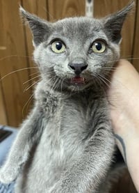 Kitten 27851 (Kai) - Photo 3