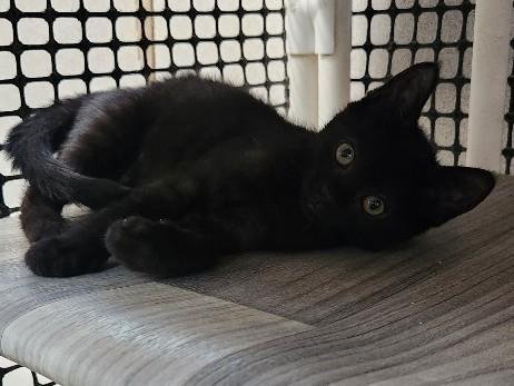 KITTEN 27911 (DOT) - Domestic Short Hair available for adoption