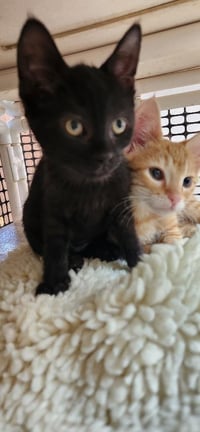 Kitten 27911 (Dot) - Photo 2